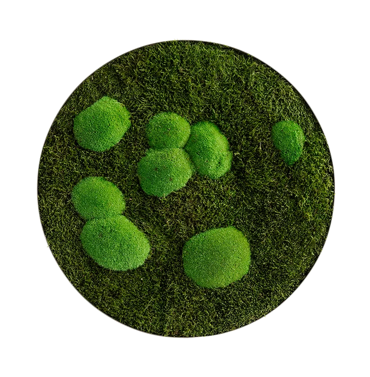 Moosbild ELLIPSOID Wald- und Ballenmoos