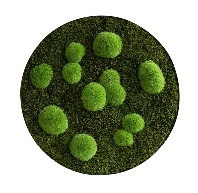 Moosbild ELLIPSOID Wald- und Ballenmoos