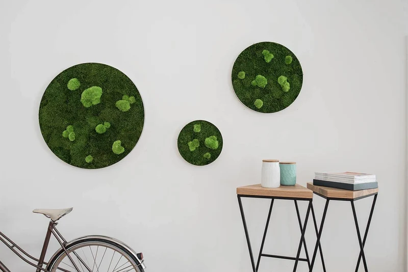 Moosbild ELLIPSOID Wald- und Ballenmoos