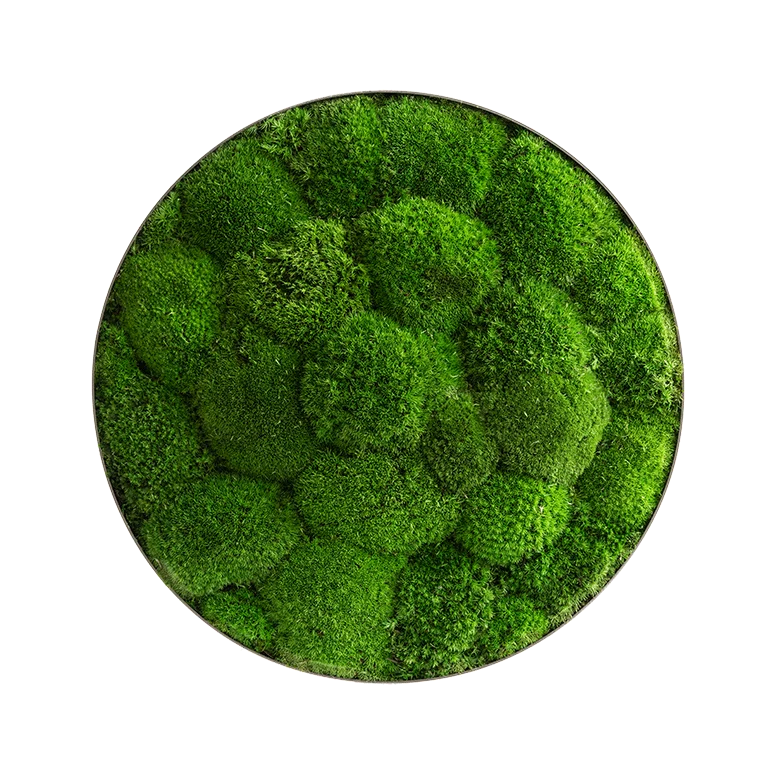 Moosbild ELLIPSOID Ballenmoos