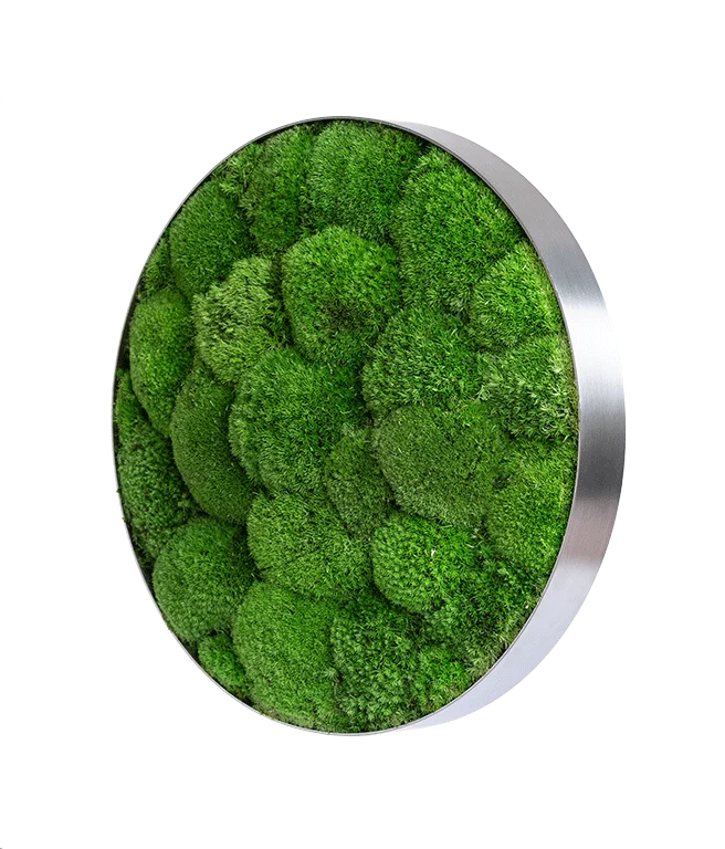 Moosbild ELLIPSOID Ballenmoos