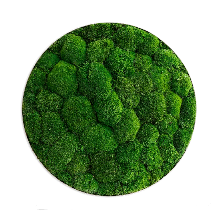 Moosbild ELLIPSOID Ballenmoos