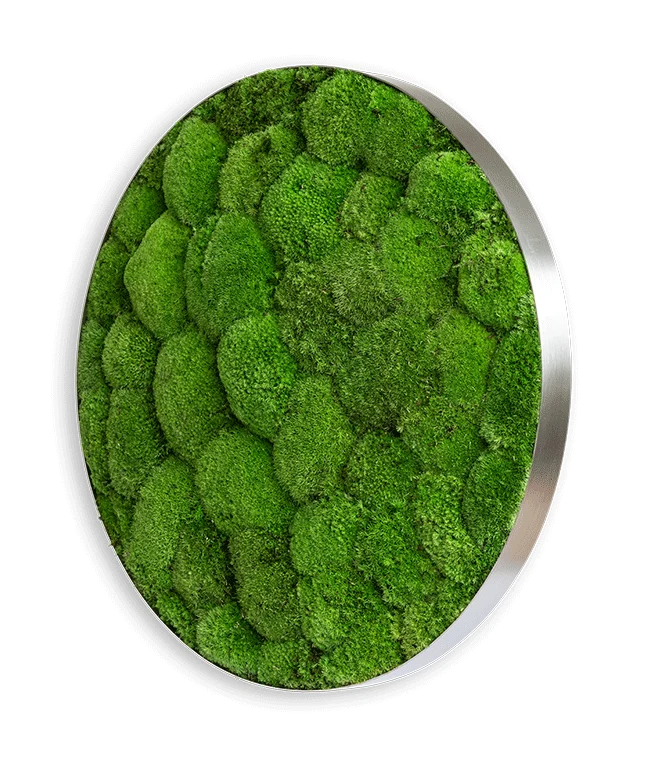 Moosbild ELLIPSOID Ballenmoos