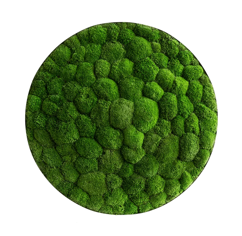 Moosbild ELLIPSOID Ballenmoos