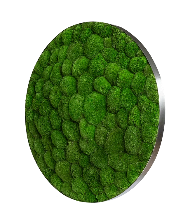 Moosbild ELLIPSOID Ballenmoos