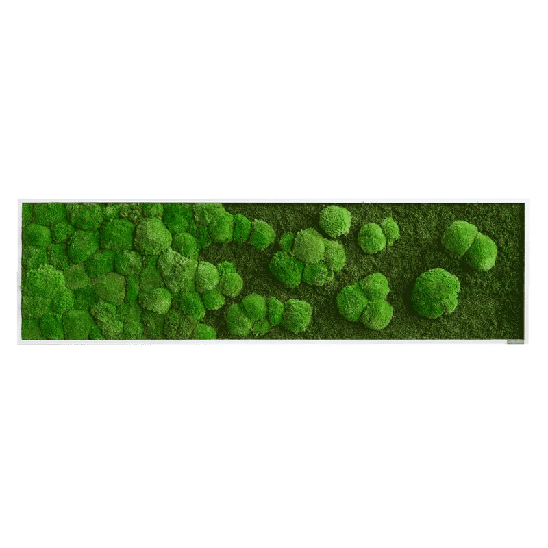Moosbild Verlauf Wald- und Ballenmoos 140x40 cm
