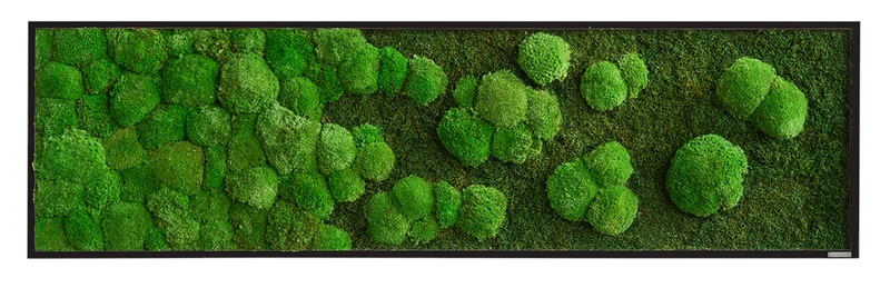 Moosbild Verlauf Wald- und Ballenmoos 140x40 cm