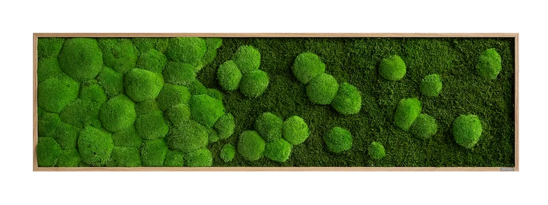 Moosbild Verlauf Wald- und Ballenmoos 140x40 cm