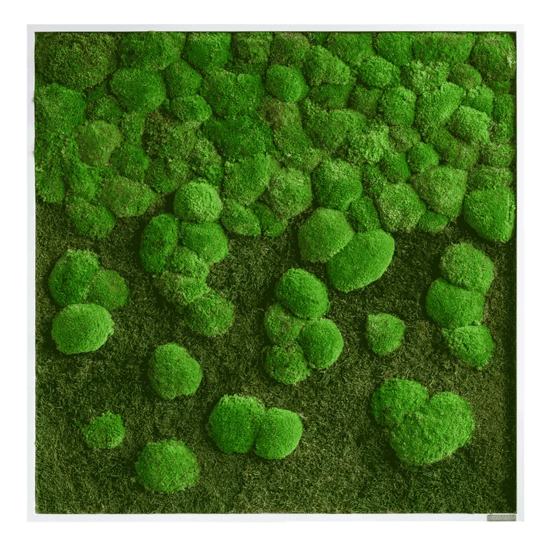 Moosbild Verlauf Wald- und Ballenmoos 80x80 cm