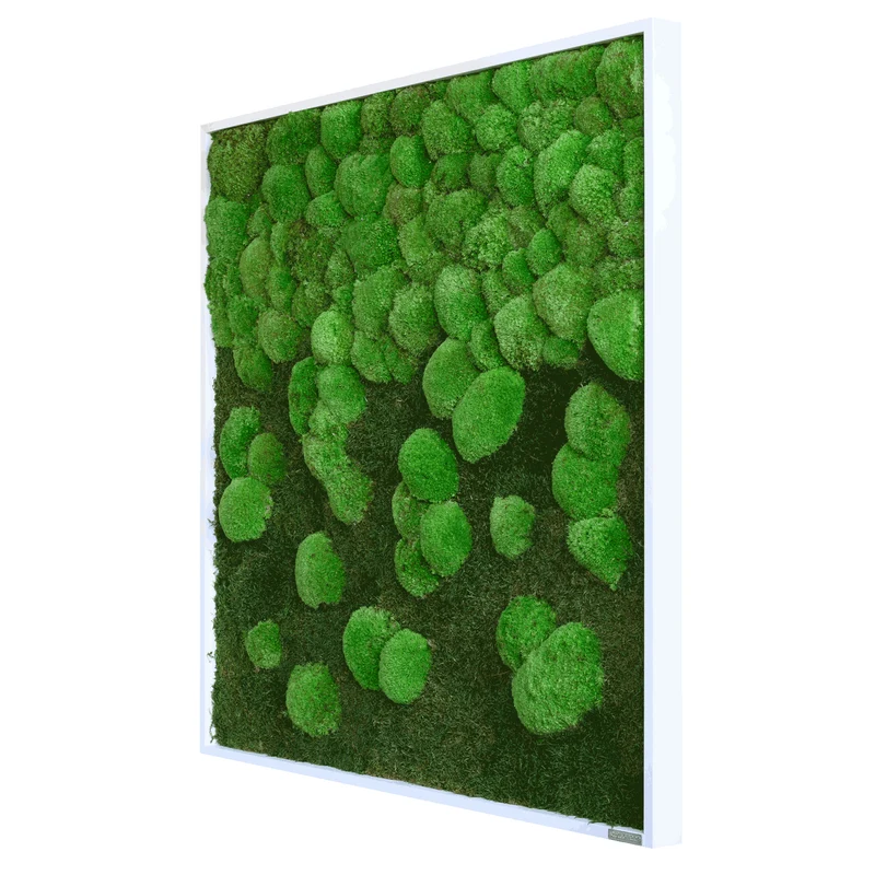 Moosbild Verlauf Wald- und Ballenmoos 80x80 cm
