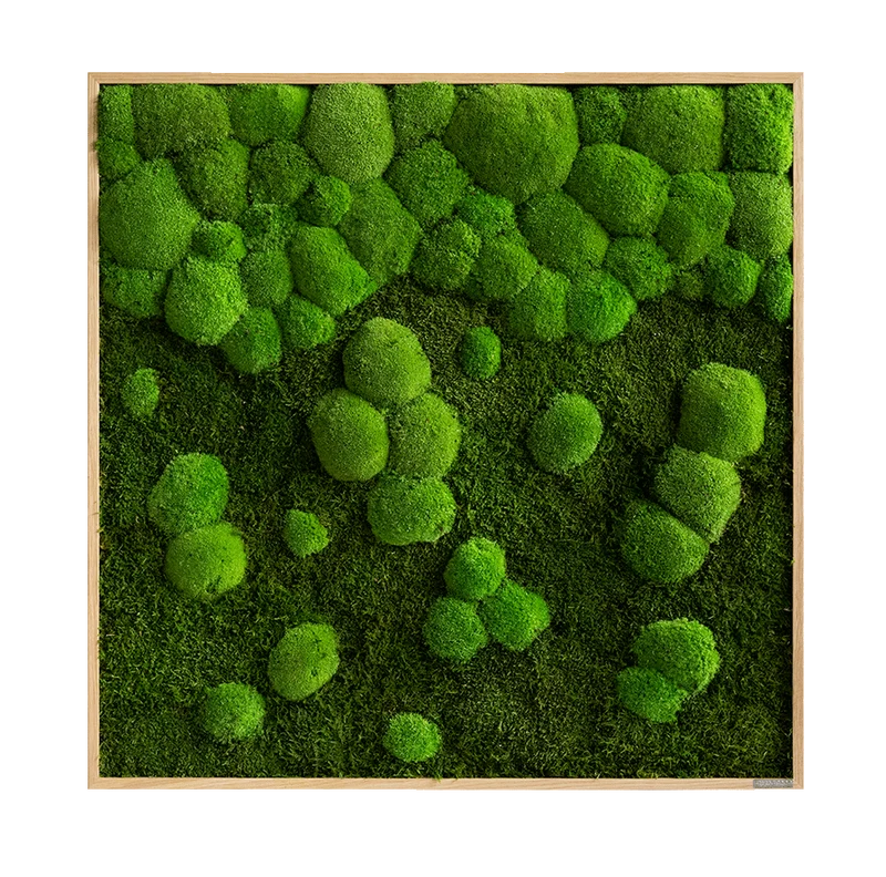 Moosbild Verlauf Wald- und Ballenmoos 80x80 cm
