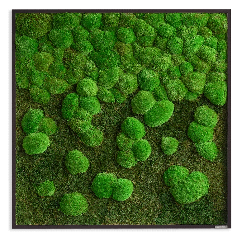 Moosbild Verlauf Wald- und Ballenmoos 80x80 cm