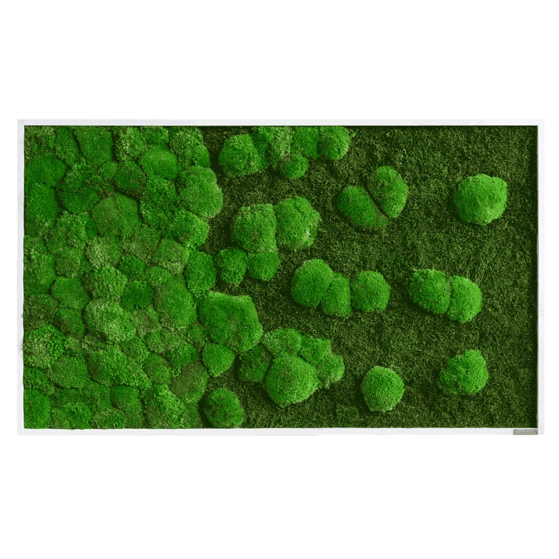 Moosbild Verlauf Wald- und Ballenmoos 100x60 cm