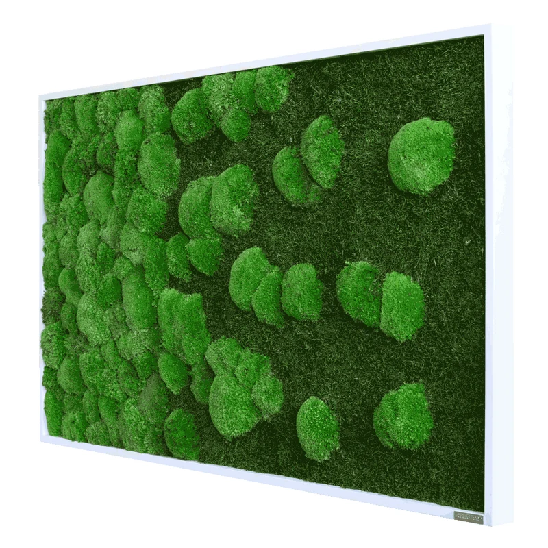Moosbild Verlauf Wald- und Ballenmoos 100x60 cm