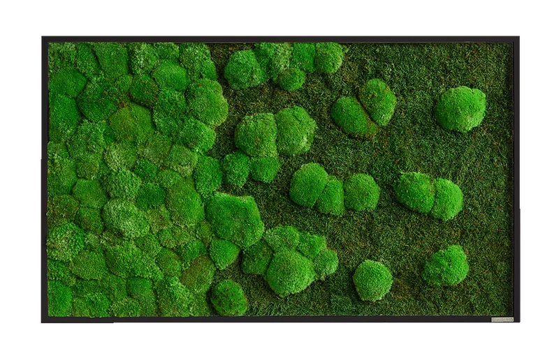 Moosbild Verlauf Wald- und Ballenmoos 100x60 cm