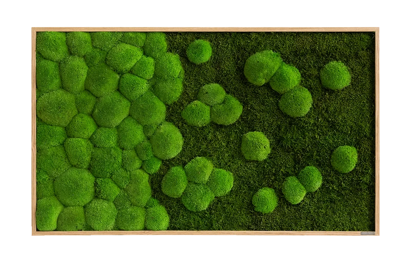 Moosbild Verlauf Wald- und Ballenmoos 100x60 cm