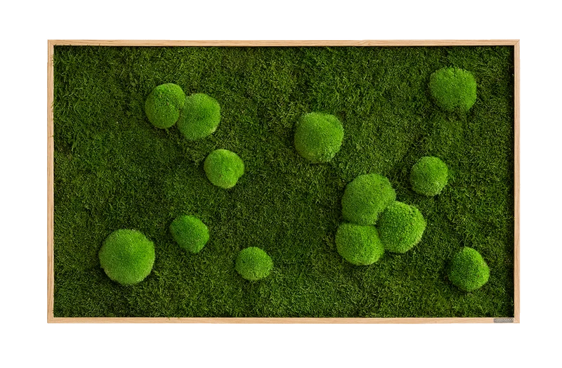 Moosbild Wald- und Ballenmoos 100x60 cm