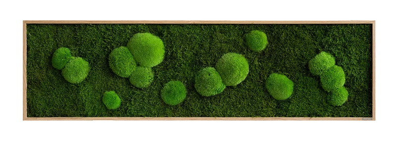 Moosbild Wald- und Ballenmoos 140x40 cm