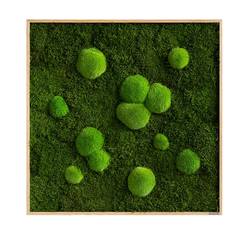 Moosbild Wald- und Ballenmoos 80x80 cm