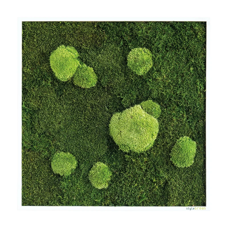 Moosbild Wald- und Ballenmoos 55x55 cm