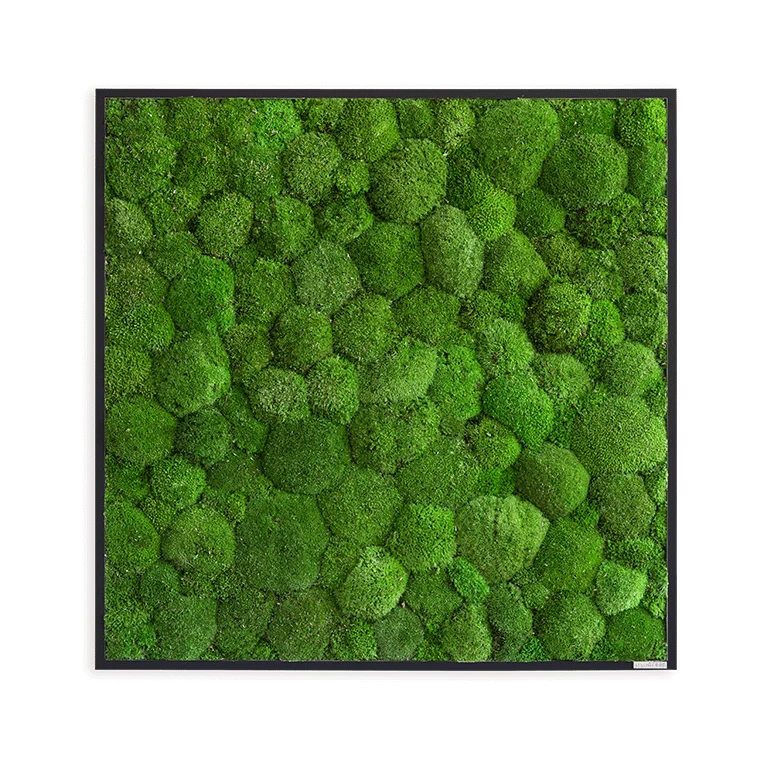 Moosbild Ballenmoos 80x80 cm