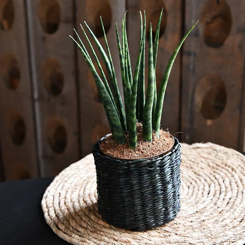 Babypflanze Sansevieria Kirkii