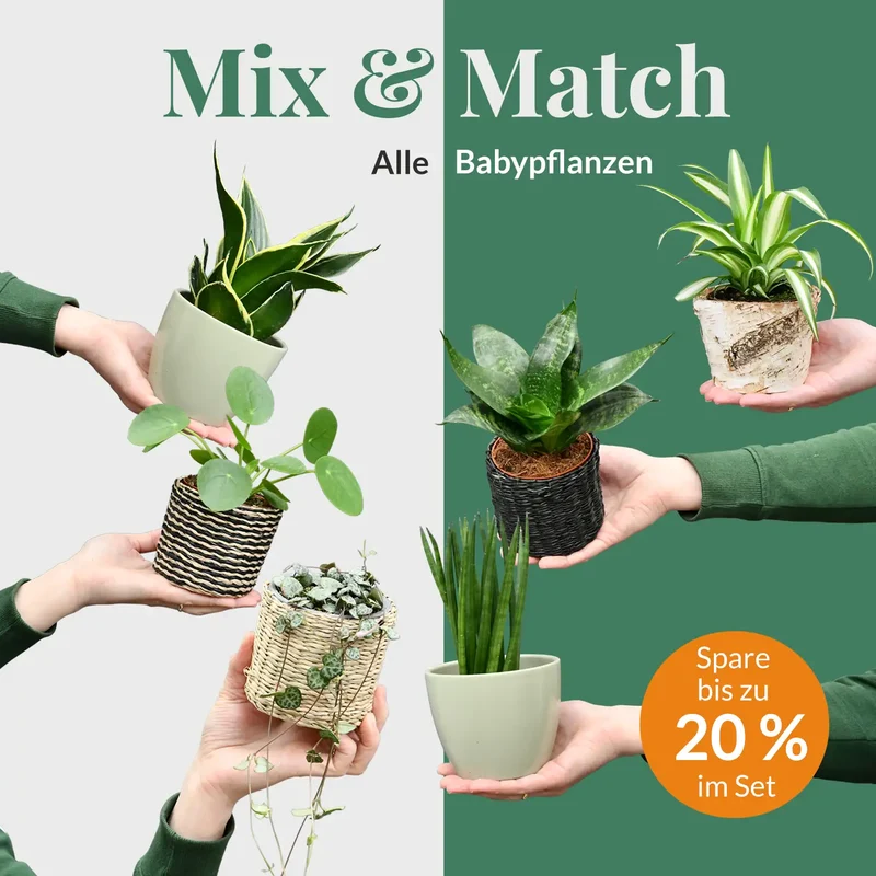 Mix & Match Babypflanzen