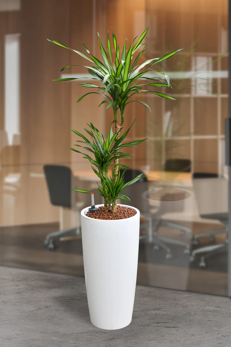 Hydro Kingsize Drachenbaum Rikki 110-120cm