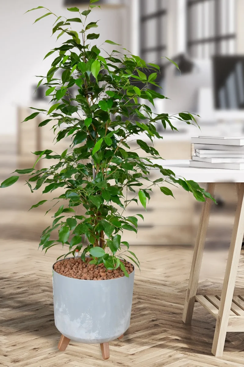Hydro XL Büropflanze Ficus in Betonoptikgefäß