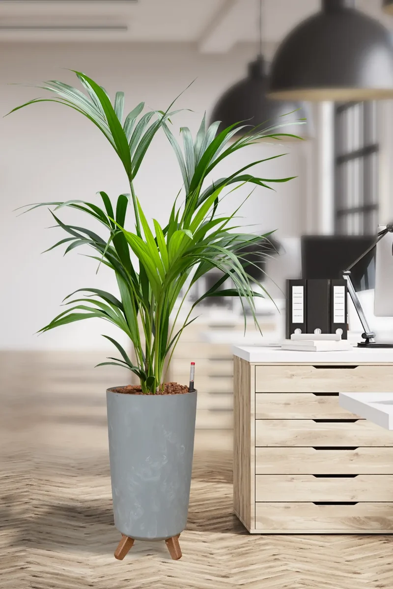 Hydro XL Büropflanze Kentia Palme in Betonoptik Vase