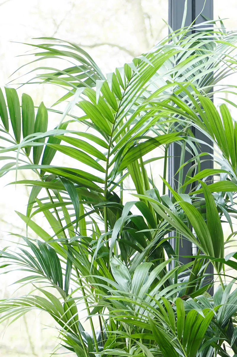 Hydro XL Büropflanze Kentia Palme in Betonoptik Vase