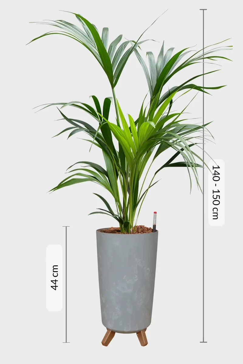 Hydro XL Büropflanze Kentia Palme in Betonoptik Vase