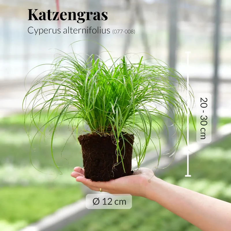 Katzengras