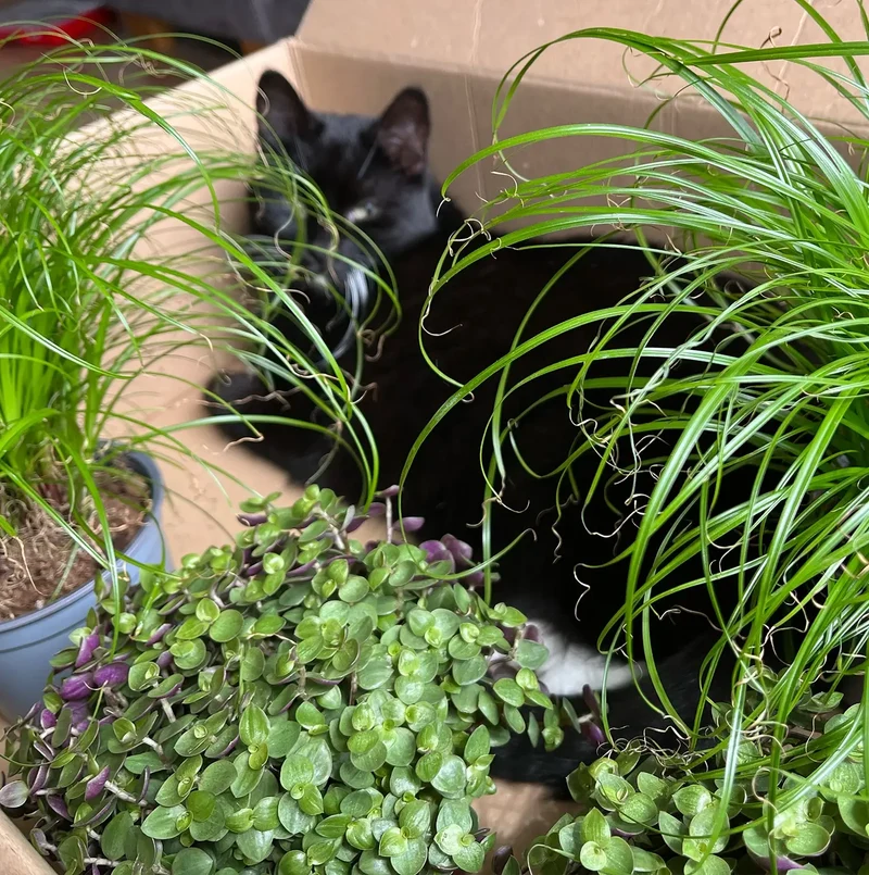 Katzengras