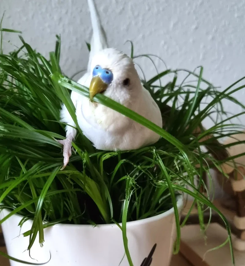 Katzengras