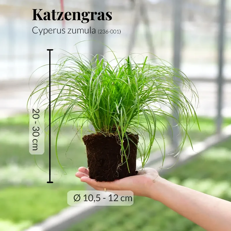3er Katzengras Box