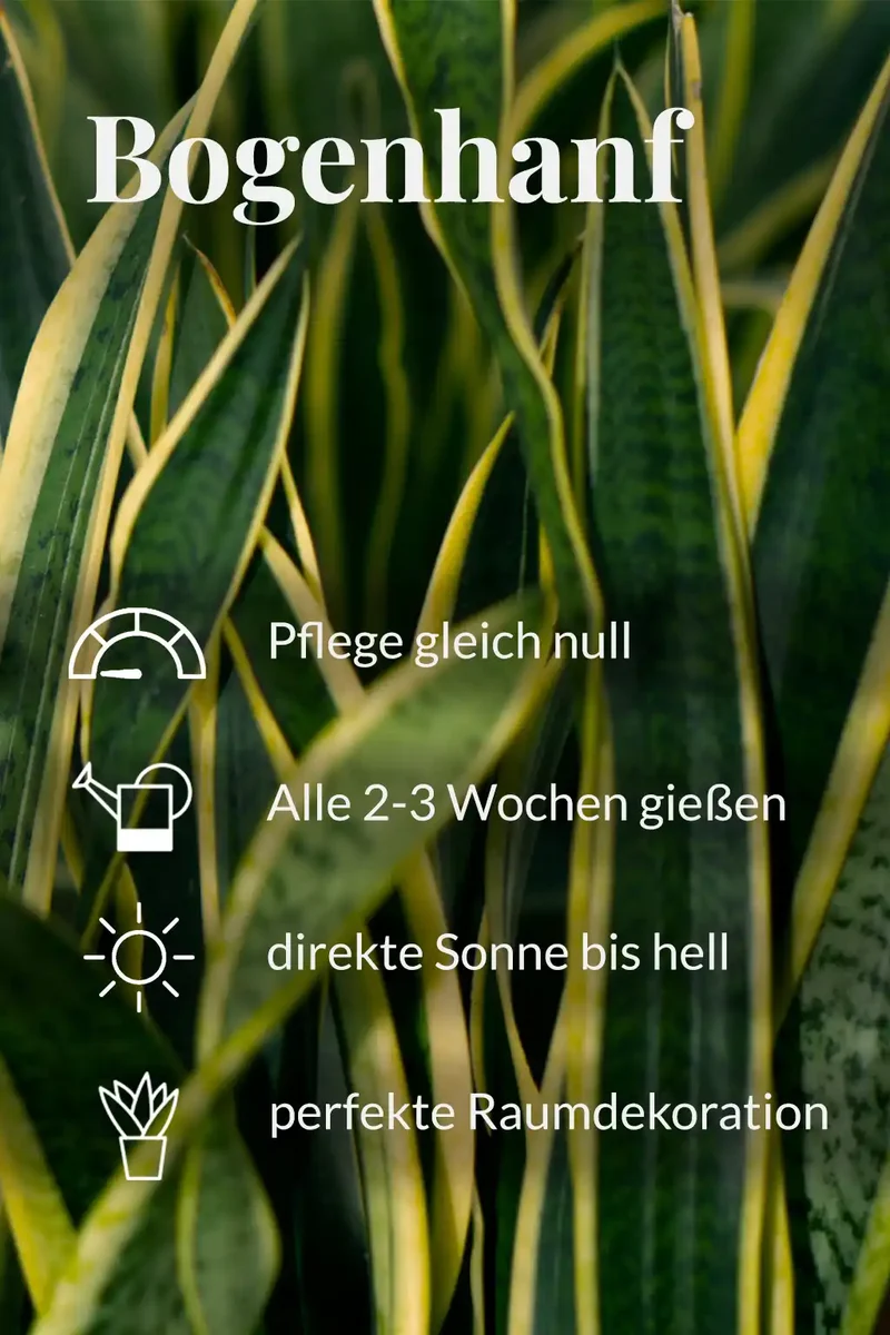 Große Schwiegermutterzunge