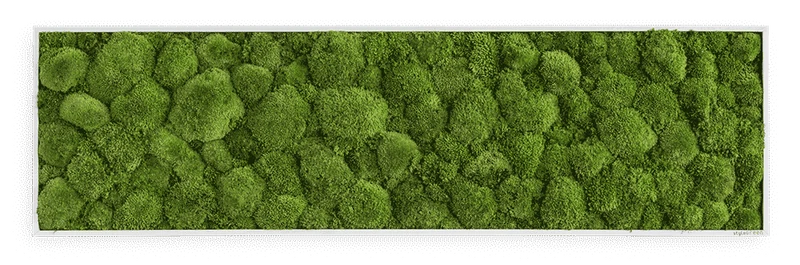 Moosbild Ballenmoos 140x40 cm