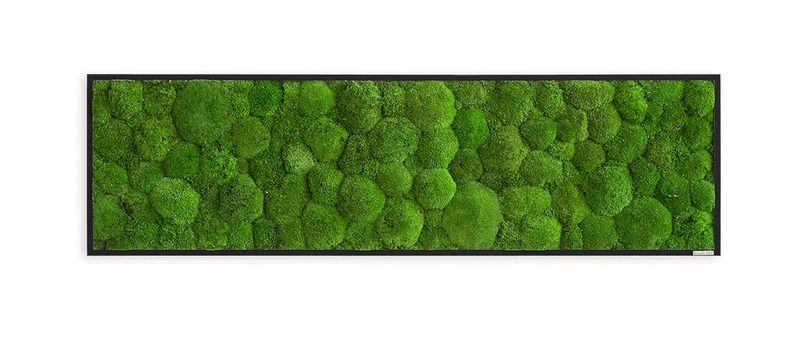 Moosbild Ballenmoos 140x40 cm
