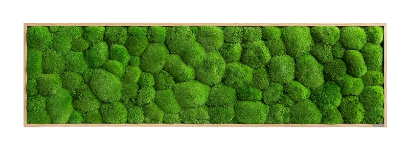 Moosbild Ballenmoos 140x40 cm