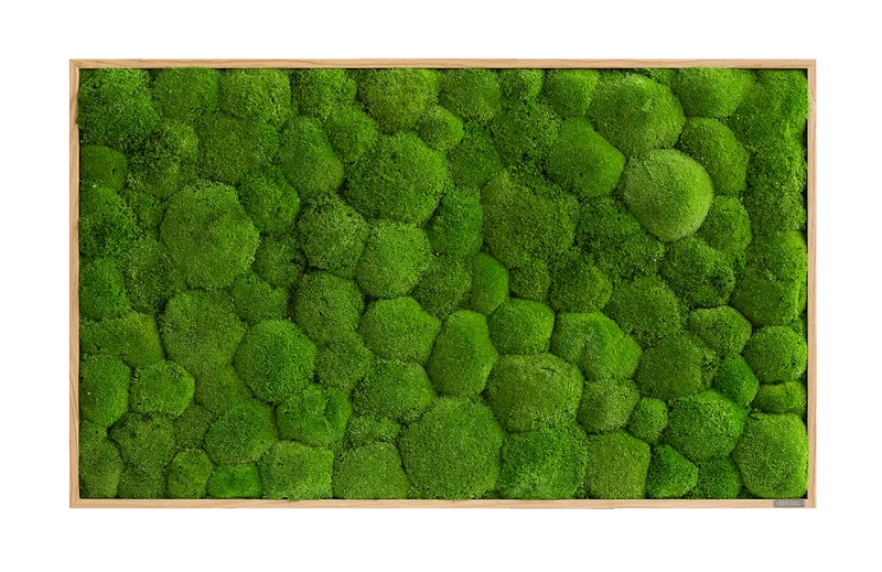 Moosbild Ballenmoos 100x60 cm