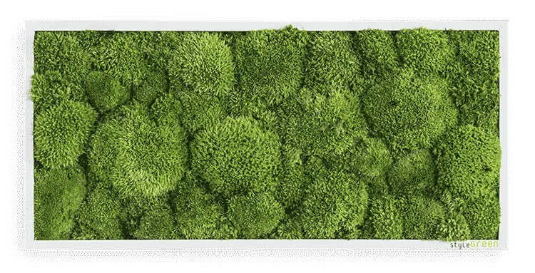 Moosbild Ballenmoos 57x27 cm