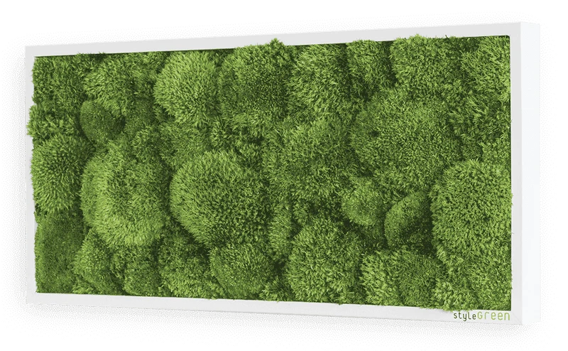 Moosbild Ballenmoos 57x27 cm