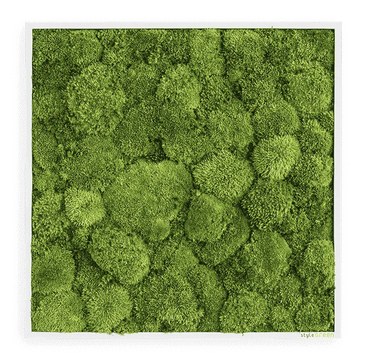 Moosbild Ballenmoos 55x55 cm