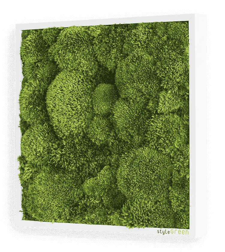 Moosbild Ballenmoos 35x35 cm