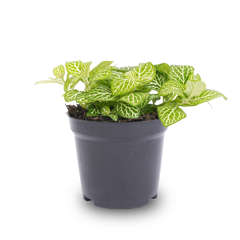 Fittonia Joly Lemon - White and Green (Fluor) - Mosaic plant - Terrarium plant