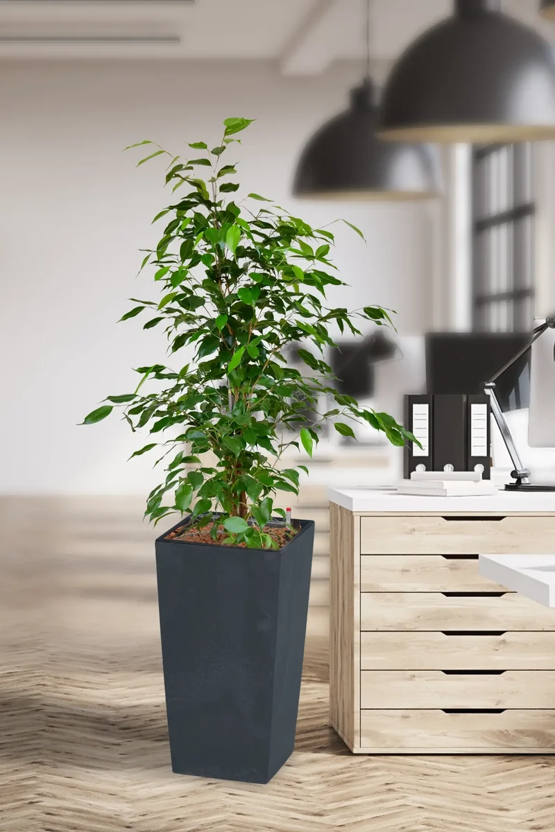 Hydro Kingsize Ficus Benjamina, 110-120cm
