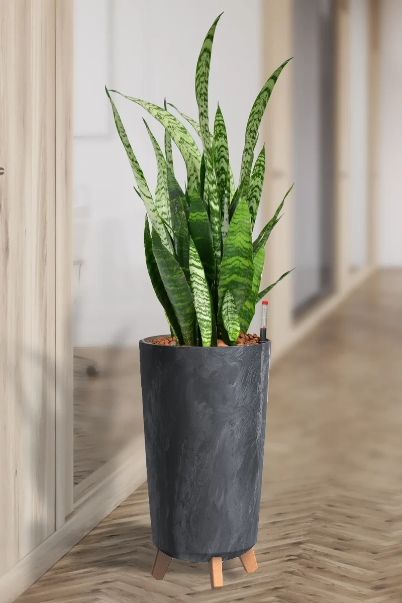 Hydro XL Büropflanze Sansevieria Betonoptik Vase