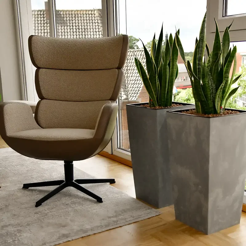 Hydro Kingsize Sansevieria Zeylanica, 70-80cm