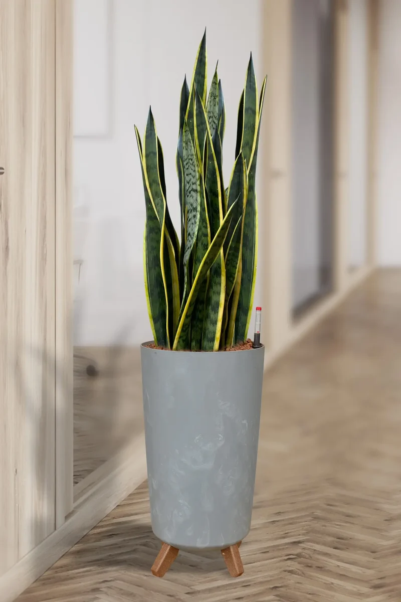 Hydro XL Büropflanze Bogenhanf in Betonoptik Vase